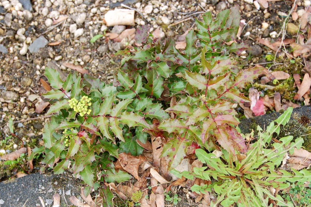 Mahonia aquifolium auf unwirtlichem Untergrund