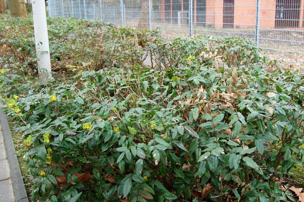 Mahonienhecke am Frechener Freiheitsring