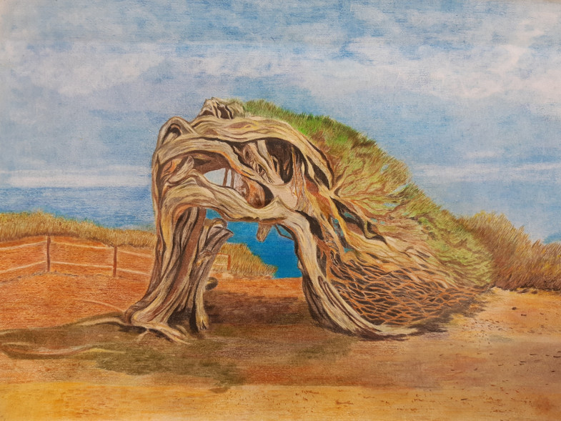 Annemie Gottschalk: Baum Geflecht, Farbstiftzeichnung, Malschule Additschka