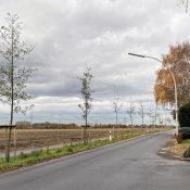 Baumreihe an der Carl-Goerdeler-straße Richtung Ortsausgang Bachem