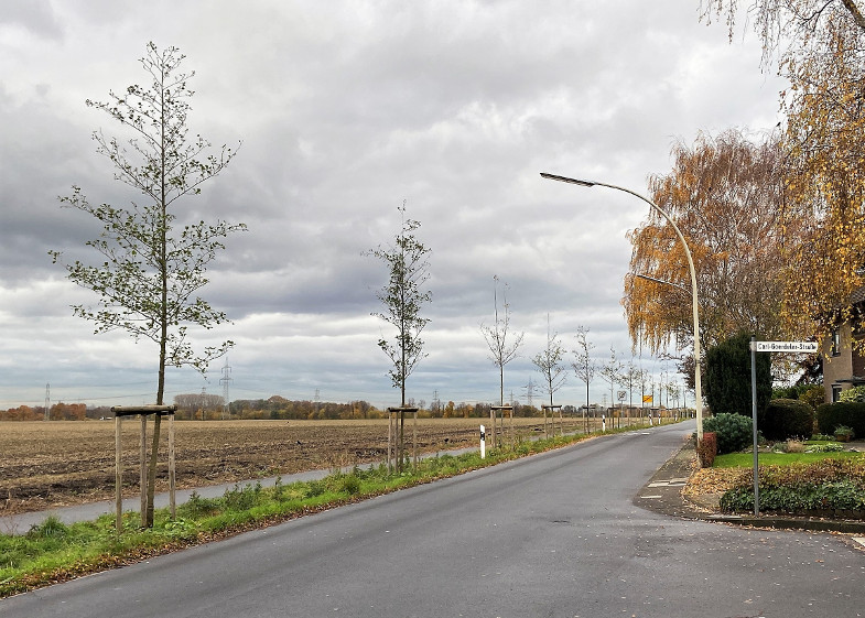 Baumreihe an der Carl-Goerdeler-straße Richtung Ortsausgang Bachem
