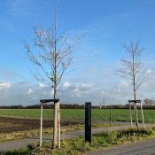 Schwarzerlen in der Jubiläumsallee an der Carl-Goerdeler-Straße in Frechen-Bachem