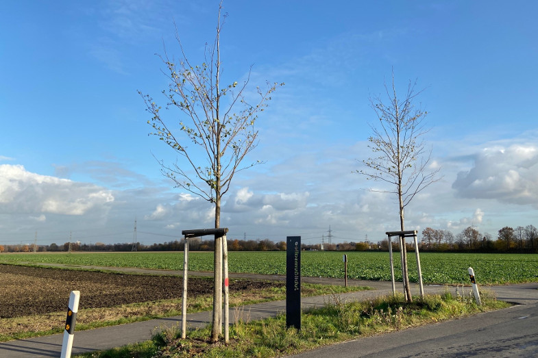 Schwarzerlen in der Jubiläumsallee an der Carl-Goerdeler-Straße in Frechen-Bachem
